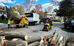 Professional Tree Services in Lumber City, GA