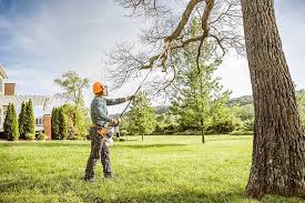 Best Tree Trimming and Pruning  in Lumber City, GA