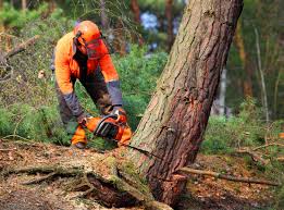 Best Storm Damage Tree Cleanup  in Lumber City, GA