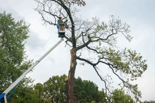 Best Tree and Shrub Care  in Lumber City, GA