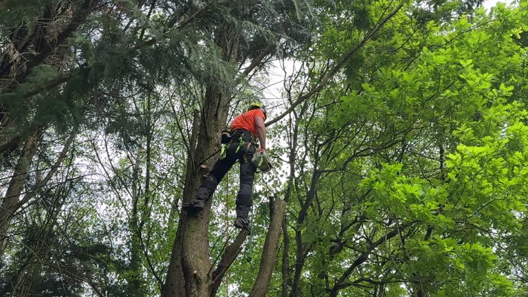 How Our Tree Care Process Works  in Lumber City, GA