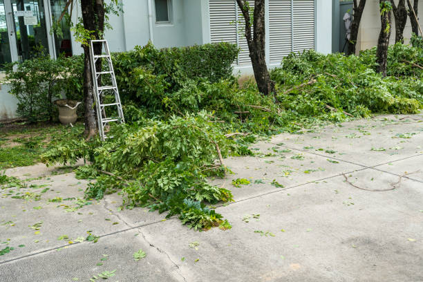 Best Hazardous Tree Removal  in Lumber City, GA