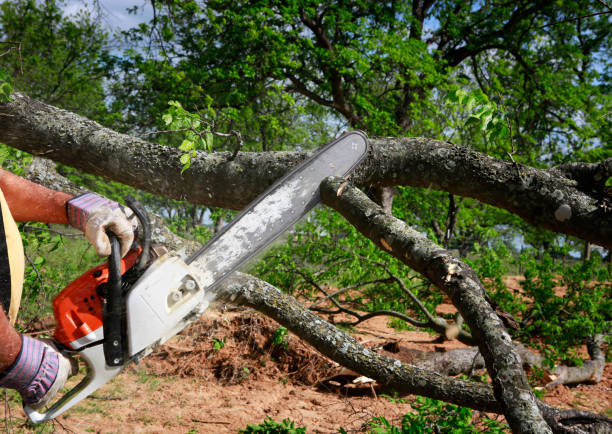 Best Commercial Tree Services  in Lumber City, GA