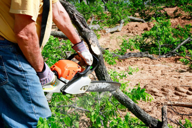 Best Tree Trimming and Pruning  in Lumber City, GA