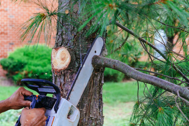 Best Emergency Tree Removal  in Lumber City, GA